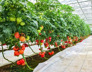 У 60% промислових теплиць України вирощують томати